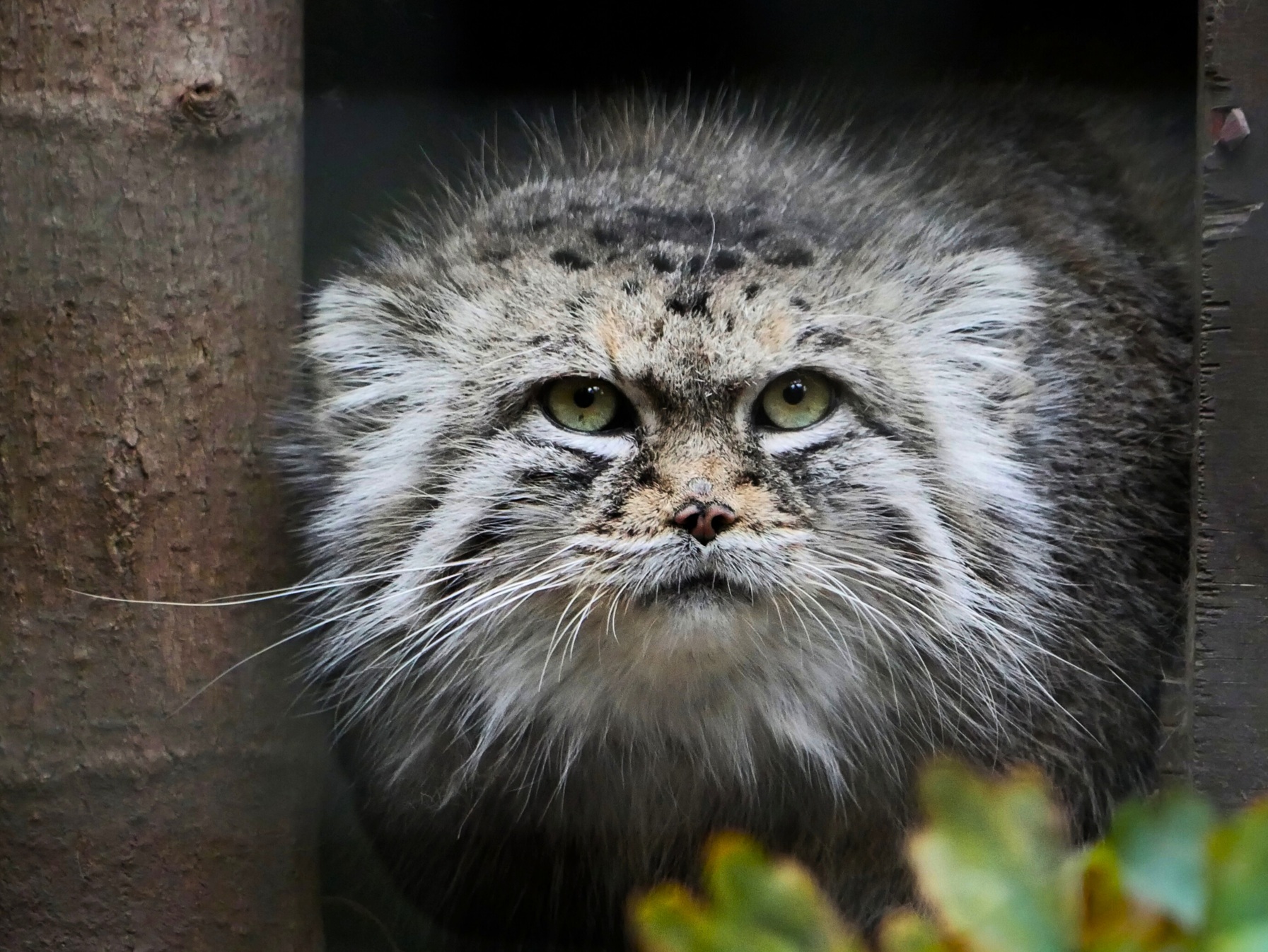 Manul